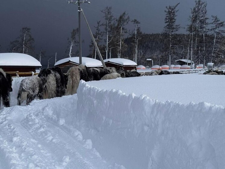 В соседней с Бурятией Монголии - сильный снегопад
