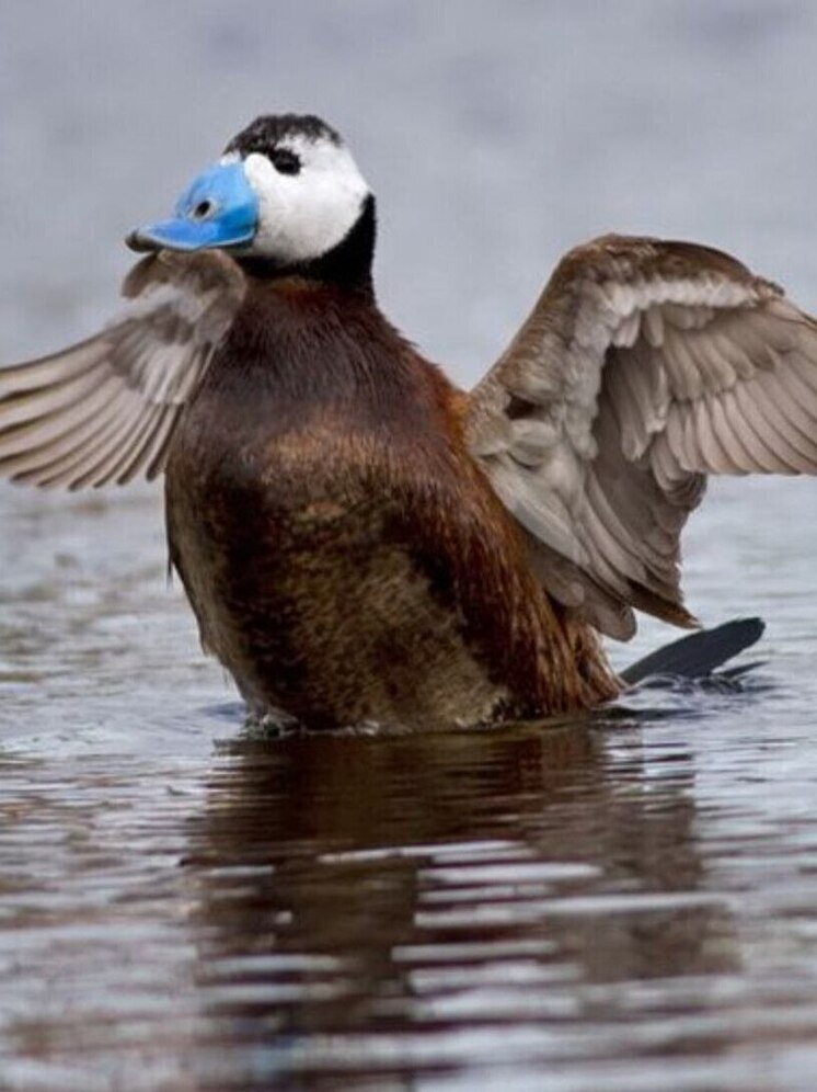 В Калмыкии водится краснокнижная утка