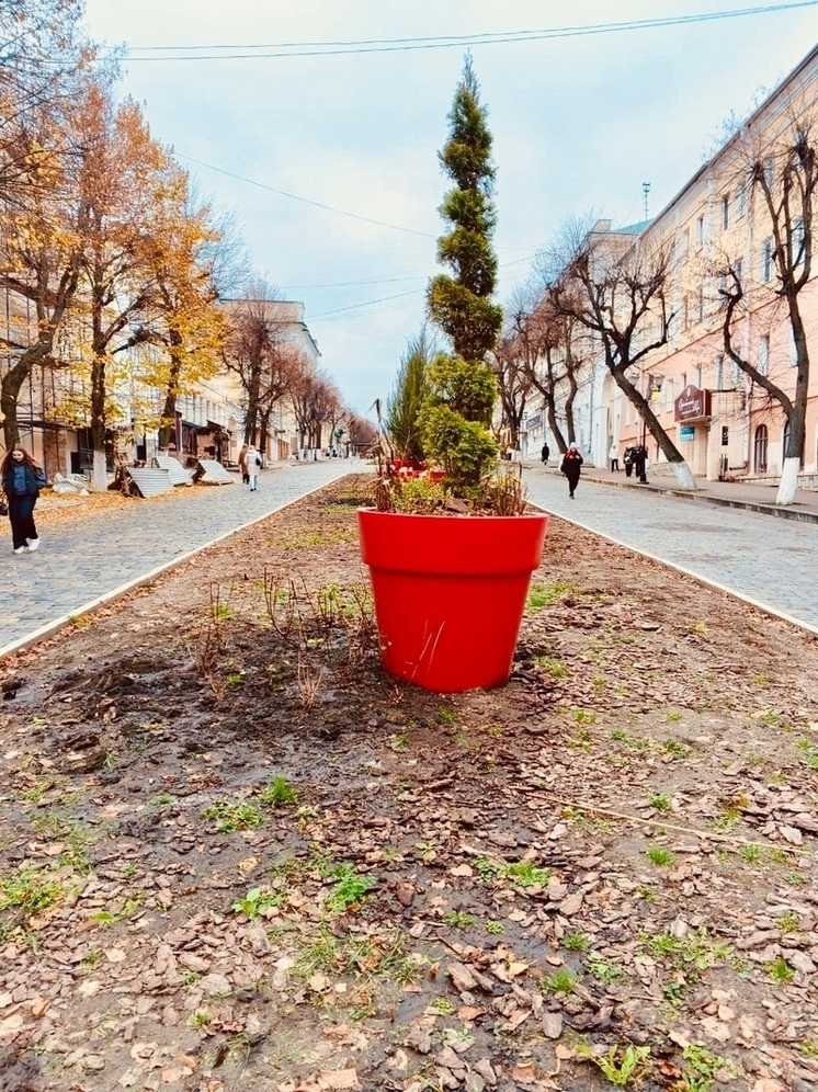 В Орле на клумбах высадили гортензии