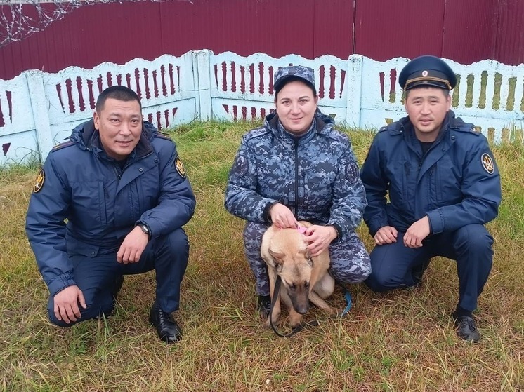 Кинологическую службу исполнения наказаний Калмыкии пополнили 3 щенка