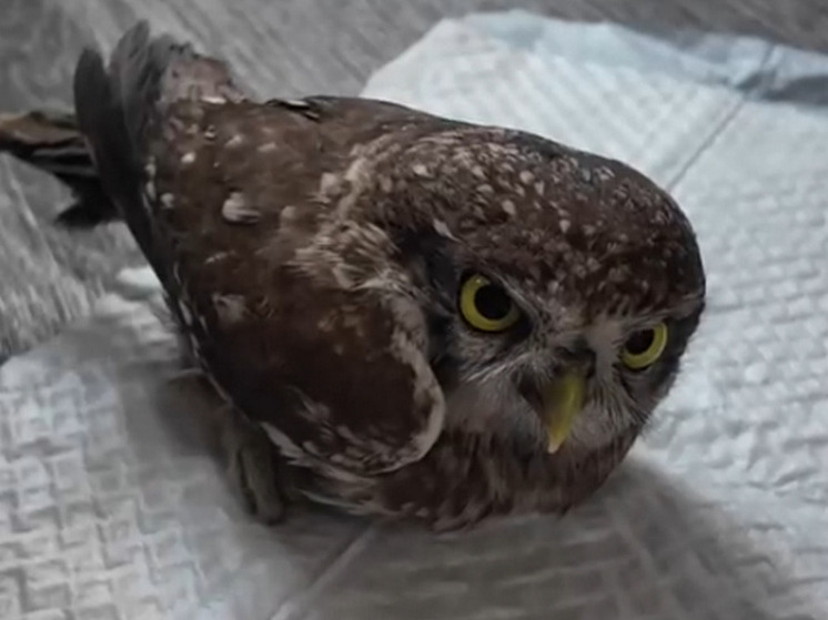 Под Воронежем в клеевую ловушку для крыс попался дикий сыч, он мог погибнуть