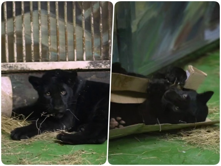 Чёрного ягуара Габриэля привезли в зоопарк Новосибирска из Ижевска