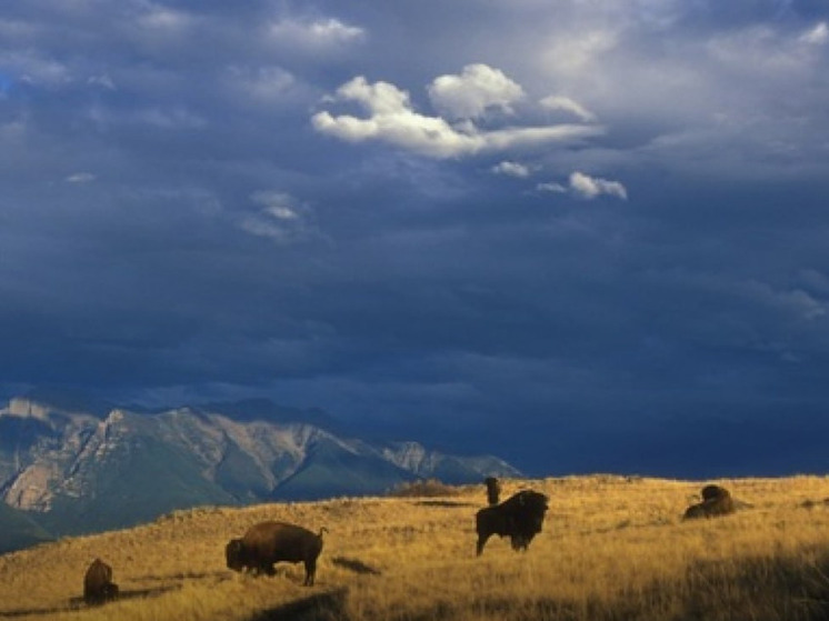 На Алтае за зубрами будет наблюдать искусственный интеллект