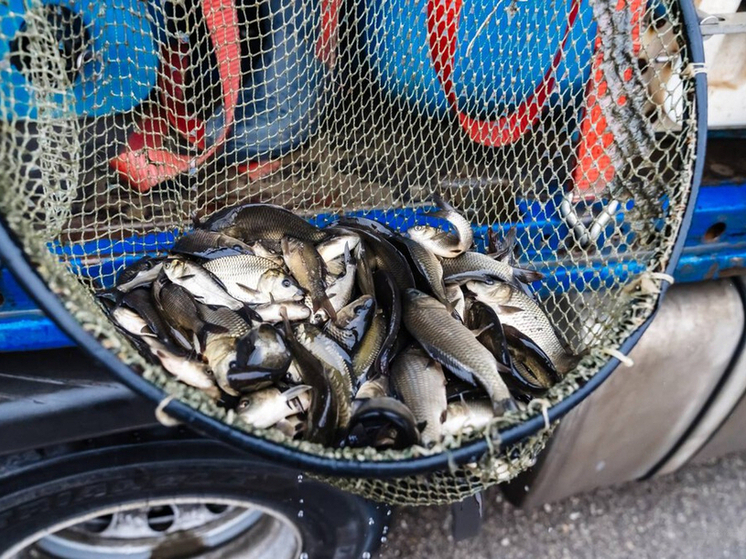 В реке Урал в Магнитогорске поселились 50 тысяч сазанов