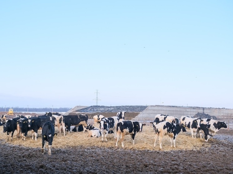 Из Волгоградской области в Узбекистан отправили сельскохозяйственных животных