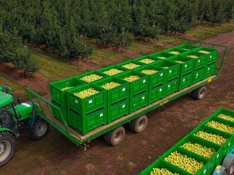 Липецкая область радует рекордным урожаем яблок: собрано 73 тысячи тонн