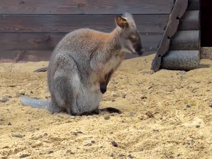 В ростовском парке "Лога" сообщили о пополнении