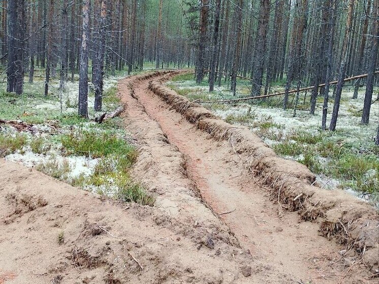 В Мурманской области обустроили и привели в порядок 150 км минерализованных полос