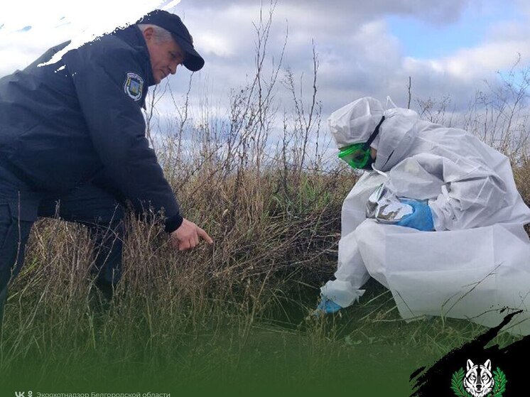 В Белгородской области вакцинируют диких хищников от бешенства