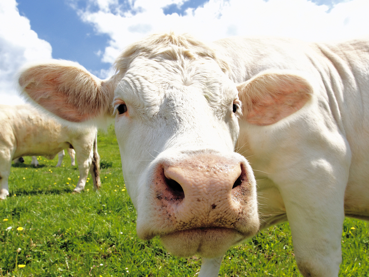 Крематорий для скота в Бурятии будет экологически безопасным