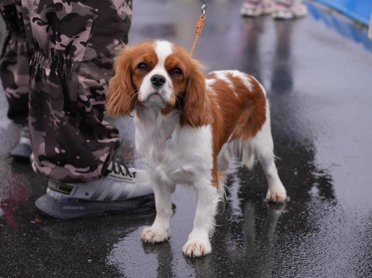 Южноуральцев обяжут чипировать кошек и собак