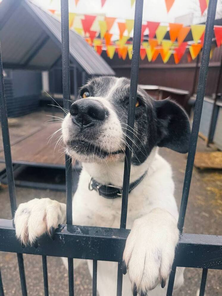 Фонд «Сострадание НН» по-прежнему не принимает новых животных в приют