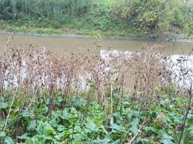 Расчистка водных артерий позволит улучшить экологию в Калининграде