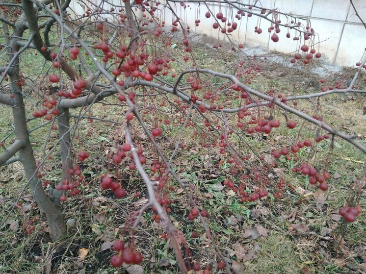 В выходные в Перми похолодает
