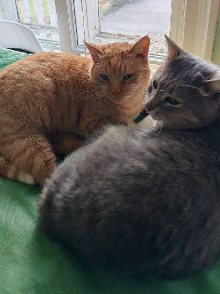 В Ярославле музей Карабиха нашел беглого кота Василия