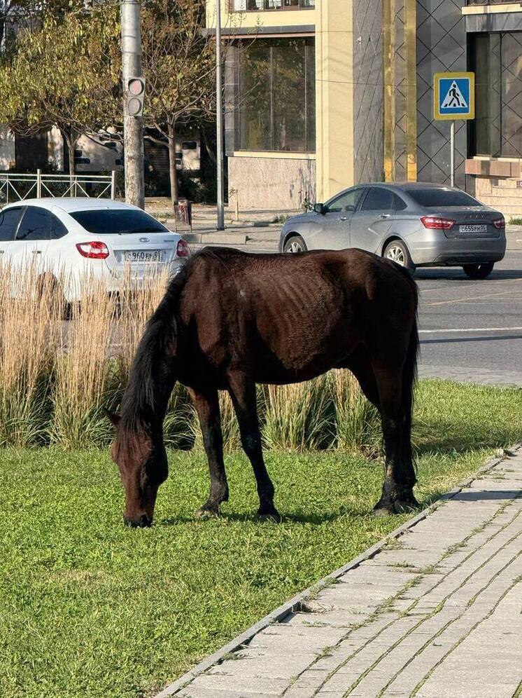 Безнадзорно гулявших лошадей отловили в Махачкале