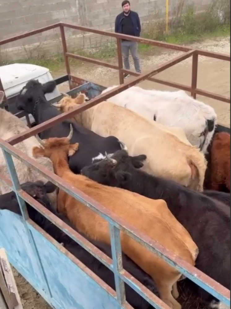 В Махачкале отловили бродячих коров, уничтожавших деревья в парке