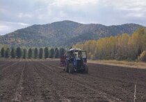 В лесных питомниках автономных учреждений минлеса Хакасии завершили посевные работы