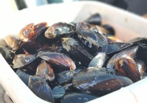 Чтобы его пройти и опробовать полностью, понадобится 4 дня. Среди локаций - крупные предприятия, винодельни, сыроварни, устрично-мидийные фермы. В одно из таких путешествий отправилась корреспондент «МК в Крыму». Рассказываем, какие деликатесы можно там попробовать.