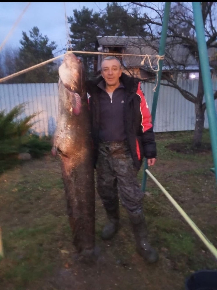В Тверской области рыбак поймал сома выше себя ростом