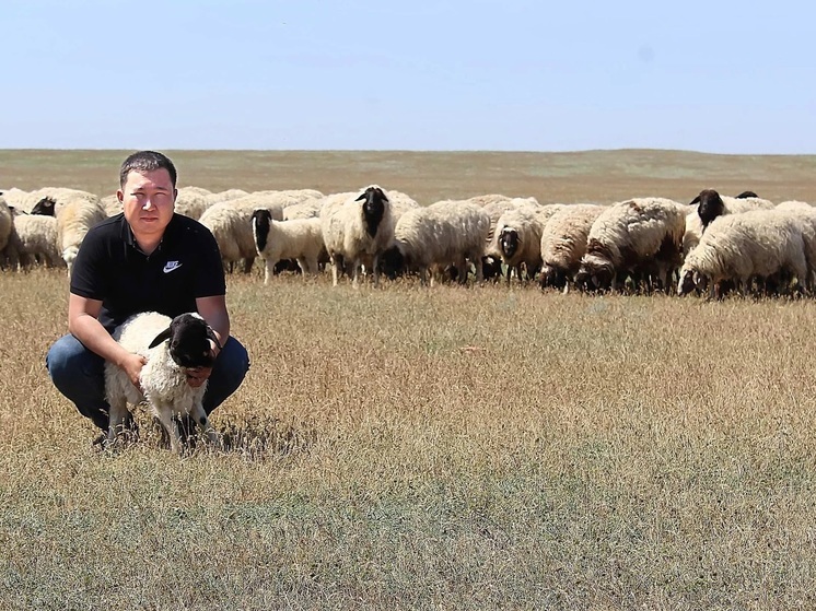 Генетический материал баранов-производителей Калмыкии пополнит фонд Курчатовского института