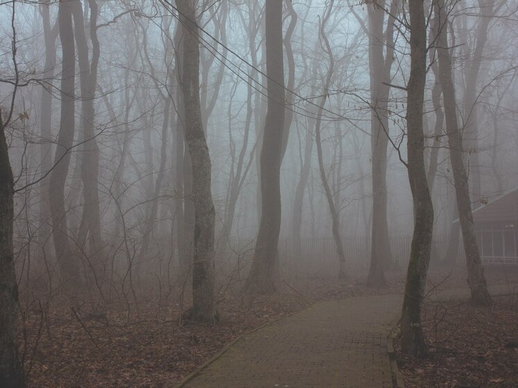 Мокрый снег, туман и гололедица будут ждать северян 8 ноября