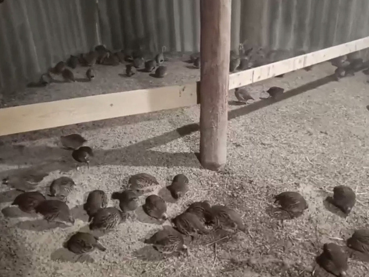 В Сосновское опытное охотничье хозяйство завезли 300 особей серой куропатки