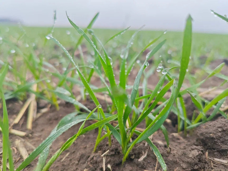Россельхозцентр рассказал, как ливень повлиял на состояние озимых в ДНР