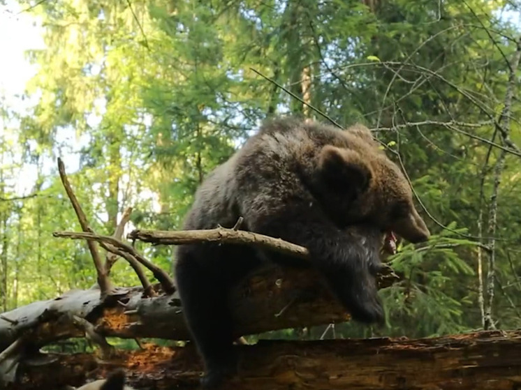 Медвежонок Кира не может вернуться домой из Тверской области