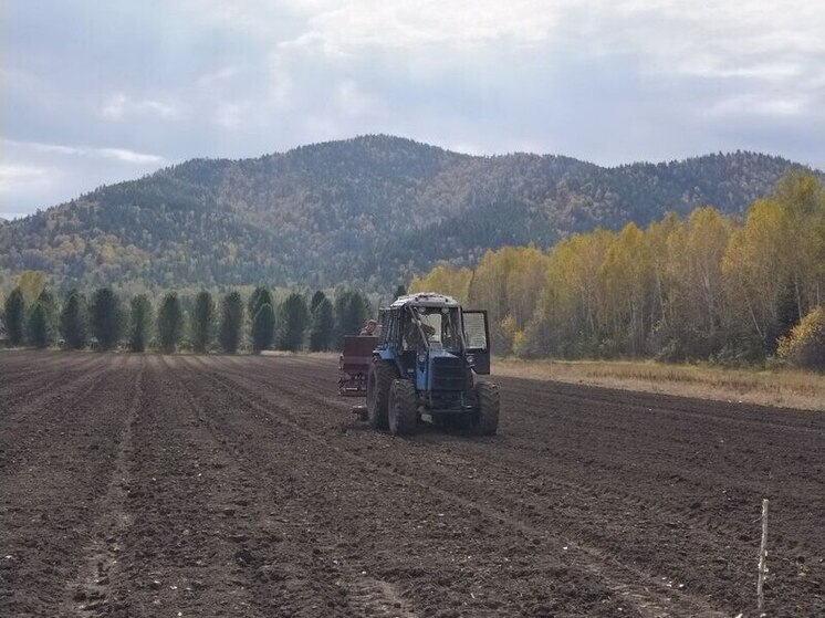 В лесных питомниках автономных учреждений минлеса Хакасии завершили посевные работы