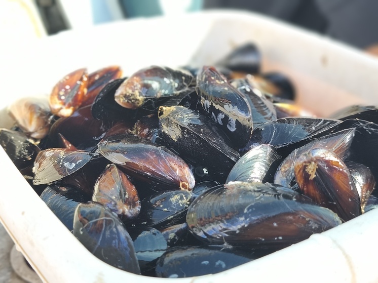 Чтобы его пройти и опробовать полностью, понадобится 4 дня. Среди локаций - крупные предприятия, винодельни, сыроварни, устрично-мидийные фермы. В одно из таких путешествий отправилась корреспондент «МК в Крыму». Рассказываем, какие деликатесы можно там попробовать.