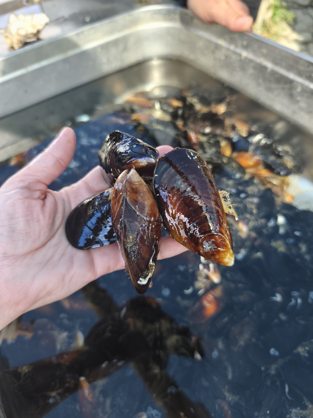 Вино, мидии и устрицы: в Крыму появился новый гастромаршрут 