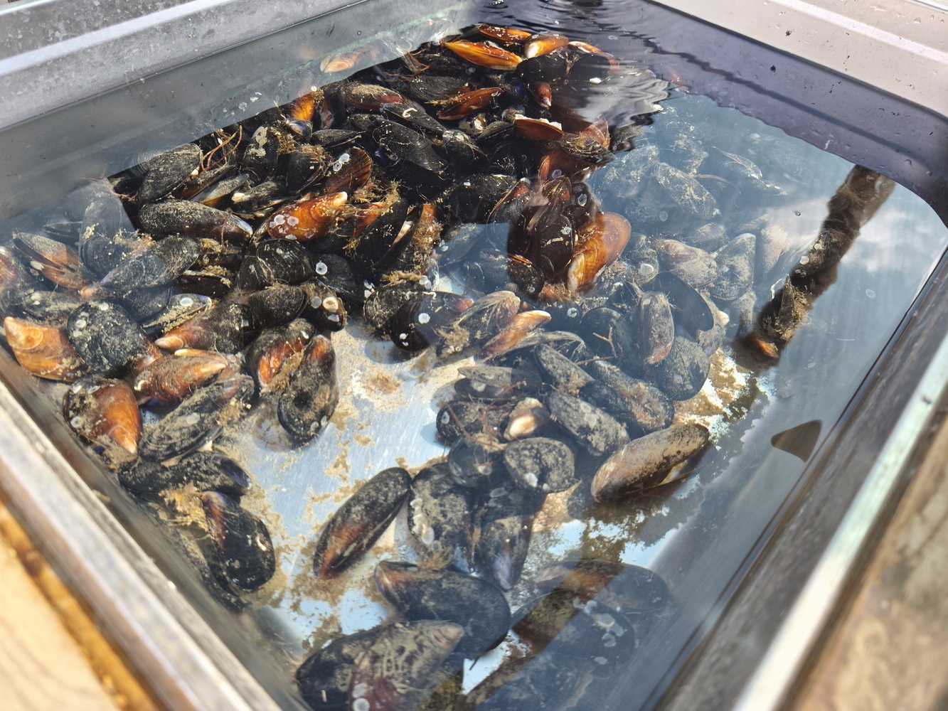 Вино, мидии и устрицы: в Крыму появился новый гастромаршрут 