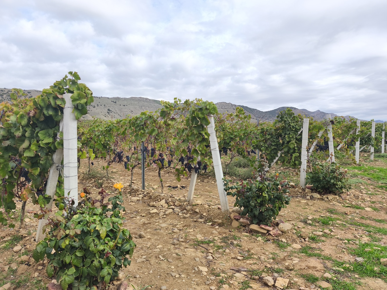 Вино, мидии и устрицы: в Крыму появился новый гастромаршрут 