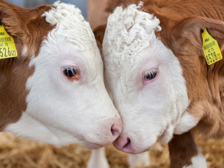 В Калмыкии учли всех сельхозживотных