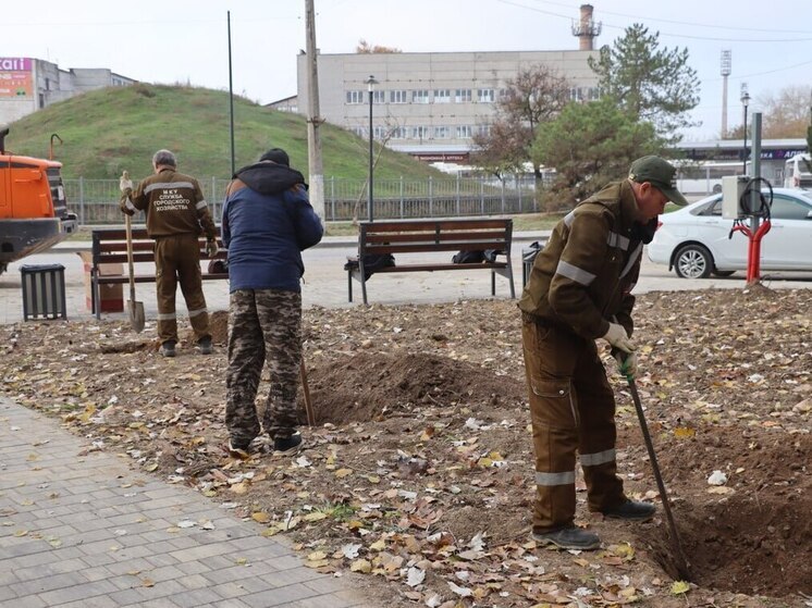 В Керчи до конца ноября высадят около 70 деревьев