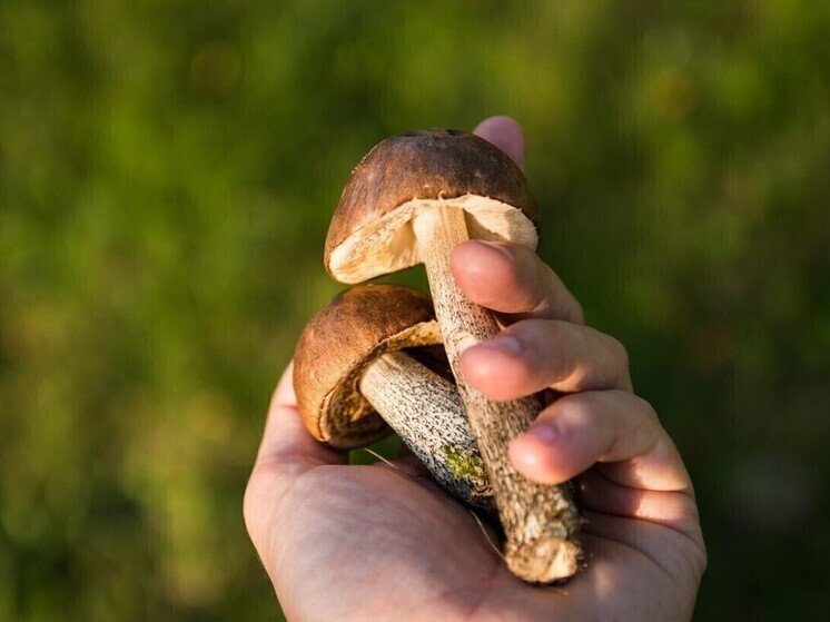 В Курской области еще четыре человека отравились лесными грибами