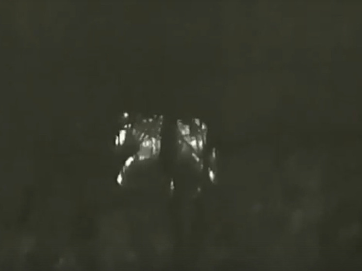 В Ярославле из брагинских дворов изгнали лося