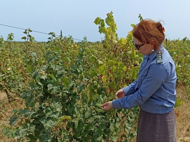 В Дагестане выявлено около 250 гектаров несуществующих виноградников