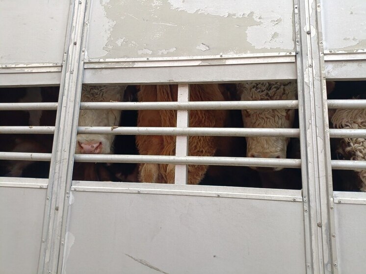 В Хакасии поймали еще несколько фур с овцами и коровами-нелегалами