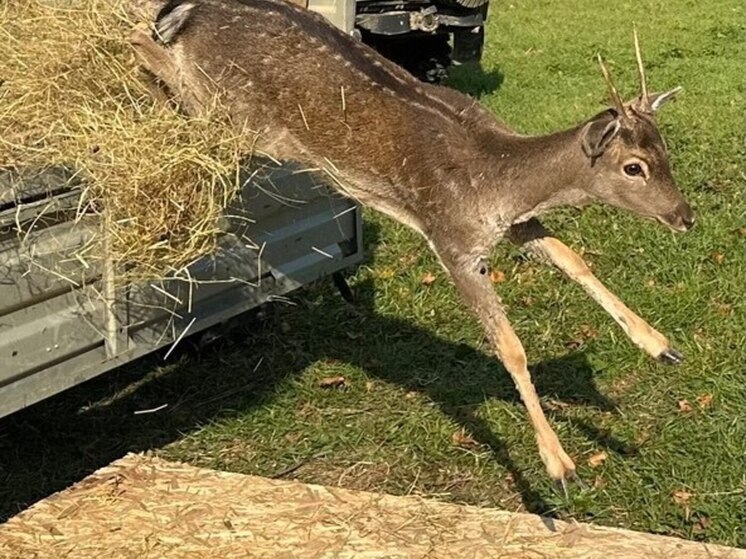 На территории «Горячеключевского» заказника выпустили 12 ланей