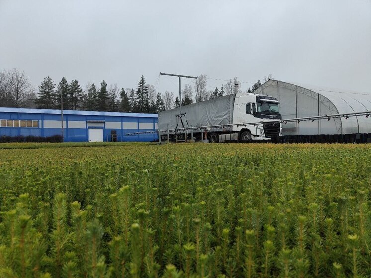 Ленобласть направила на Донбасс 740 тысяч сеянцев сосны