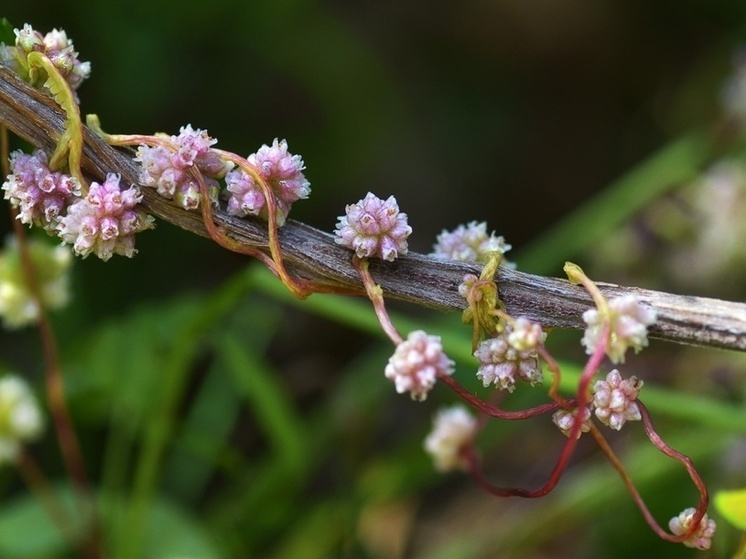 В Ефремовском районе снят карантин по повилике после трех лет наблюдений
