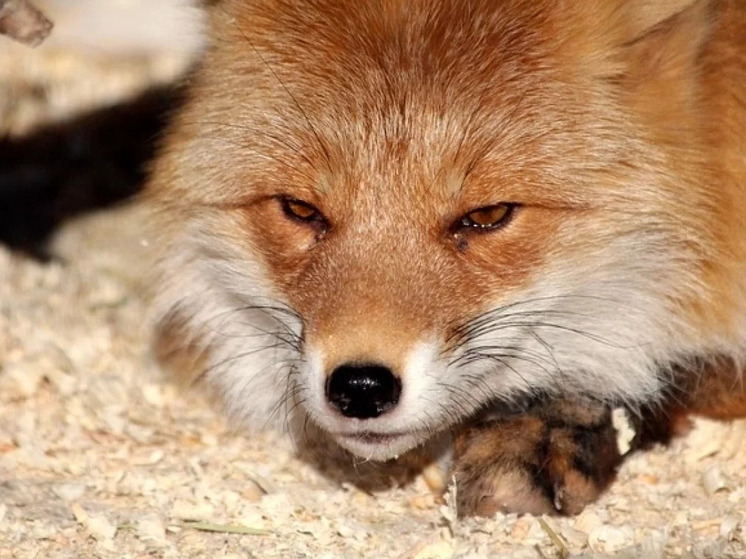 Лиса с костью в пасти замечена возле школы в Новосибирске