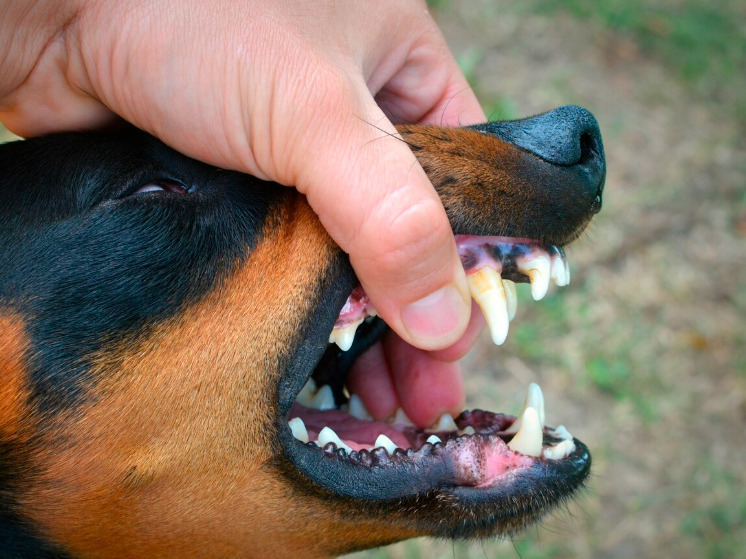 Брянцам выплатят компенсации за нападения собак