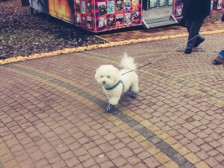 Владелец собаки в Зеленоградске выплатит за укус ребенка 15 тысяч рублей