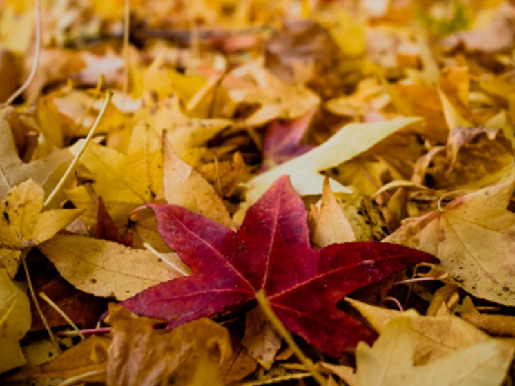 8 ноября в Брянской области не ожидается осадков