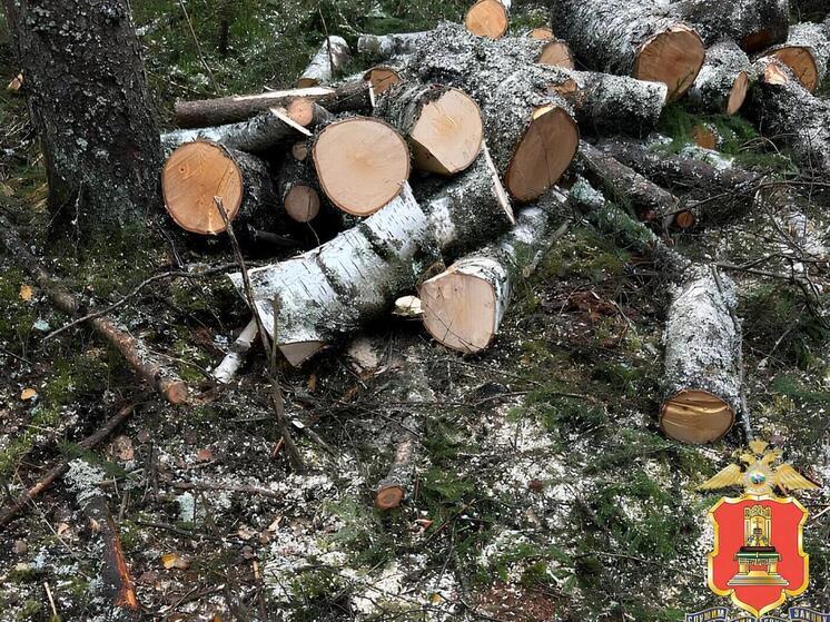 Еще одного черного лесоруба поймали в Тверской области