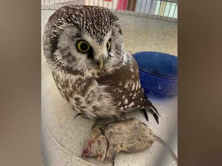 Совенка, найденного в Якутске, поселили в зоопарке