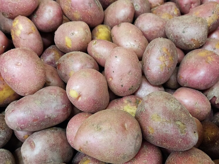 Недорогие овощи от колонии-поселения №12 появились на калининградской ярмарке